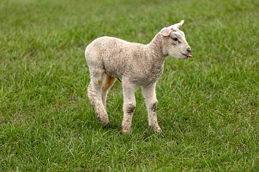 Sheep in spring with little lambs.