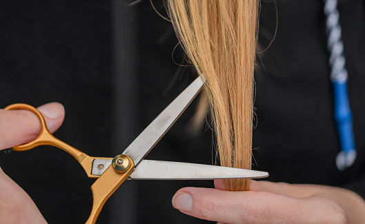 Shorten the ends of the hair by cutting blonde strands with scissors