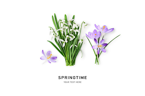 Snowdrop and crocus spring first flowers bouquet isolated on white background. Hello spring. Creative layout. Top view, flat lay. Design element. Springtime greeting card. Easter holiday concept