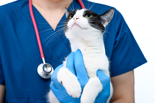 The veterinarian holds a domestic cat in her arms, examining her in the veterinary office