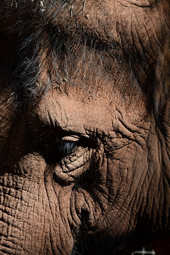 Elephant face closeup in Melbourne zoo Australia