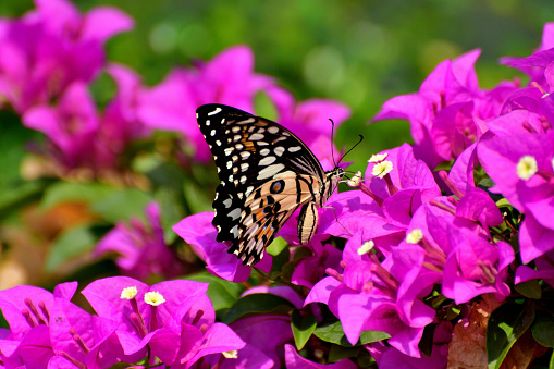 Papilio xuthus, also called Asian swallowtail, is sucking pollen of bougainvillea flowers. The photo was taken in a public park, located in the downtown Bangkok.