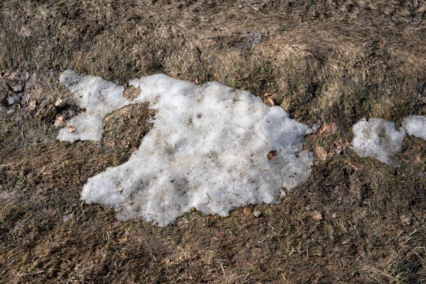 Spring background, the last melting snow on muddy grass field