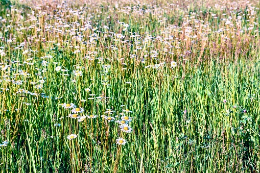 Field chamomile is considered one of the most popular crops. Its flowers and stems contain many valuable components. Therefore, the flower can be used to treat a variety of diseases.