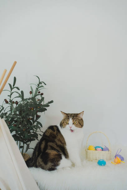 easter holiday concept with scottish cat play colorful egg put in basket and put on table