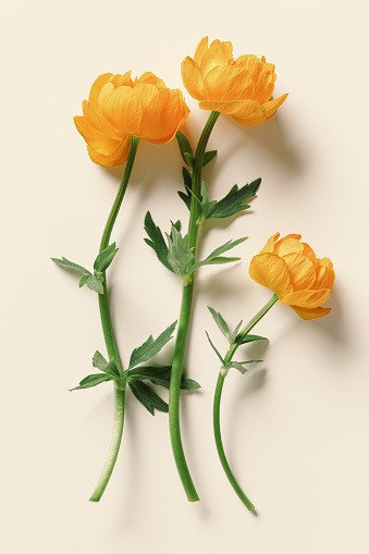 Three Yellow orange color flowers Trollius or Globeflower on beige background, minimal style flat lay, aesthetic botanical modern still life, natural blooming spring floret, vertical top view