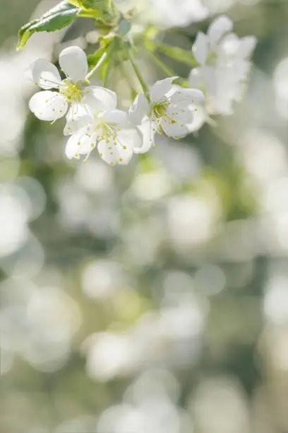 White apple flowers on nature blur bokeh background with copy space, springtime scenery with blooming branch tree close up, earth tones, minimal style flowery vertical photo with natural sunlight