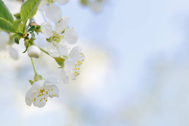 istock White apple flowers on nature blurred blue sky background with copy space, springtime scenery with blooming branch close up, minimal style flowery backdrop banner with natural sunlight 2032343621