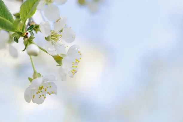 White apple flowers on nature blurred blue sky background with copy space, springtime scenery with blooming branch tree close up, minimal style flowery backdrop banner with natural sunlight