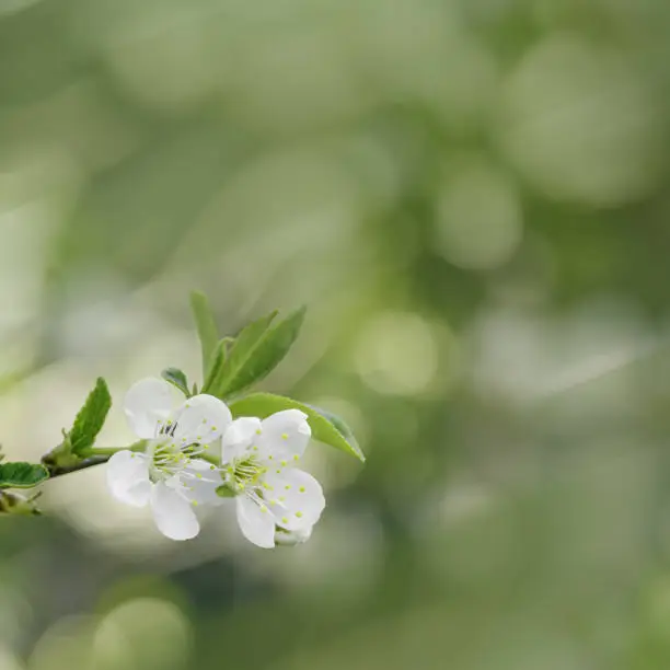 White apple flowers on nature blur bokeh background with copy space, springtime scenery with blooming branch tree close up, trend green tones, minimal style flowery backdrop photo, natural sunlight