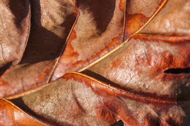 Autumn Dried leaf closeup at sunlight, macro trend, brown leaf as nature background. Fall aesthetic backdrop with natural veins texture of foliage, warm monochrome autumnal colored, low depth of field