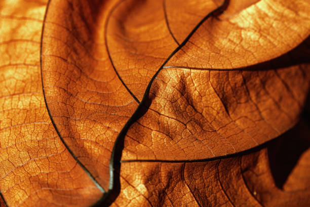 istock Autumn Dried leaf close up with natural veins pattern, brown leaf as nature background. Trend botanical design backdrop, environment pattern, fall seasonal still life macro trend, soft focus 2032344177