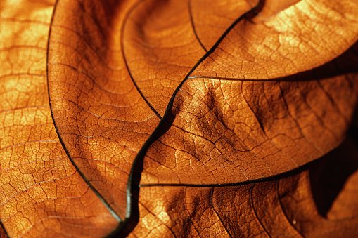 Autumn Dried leaf close up with natural veins pattern, brown leaf as organic nature background. Trend botanical design backdrop, environment pattern, fall seasonal still life macro trend, soft focus