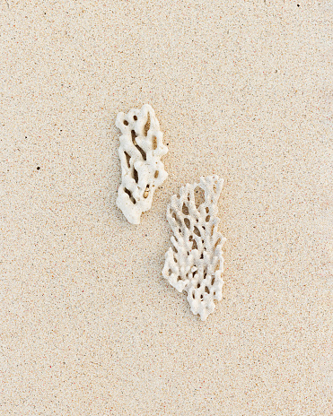 Two white corals on sand beach textured background. Minimal style aesthetic still life vertical composition, top view, copy space. Summer vacation, sea life, harmony concept. Natural neutral colors