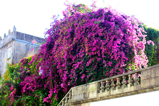 Balustrade, staircase and beautiful purple flowered bouganvillea.