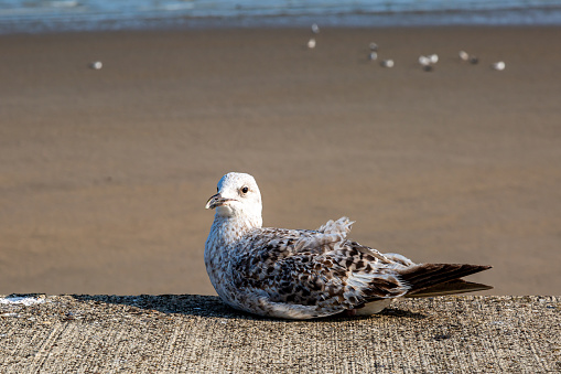 A gull at the coast at Newhaven, on a sunny summer's day
