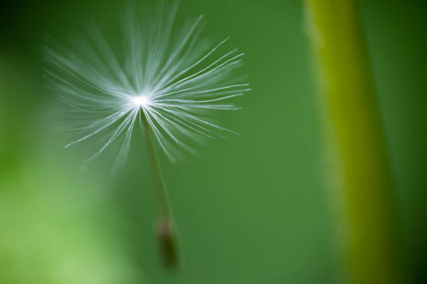 Single dandelion petal flying alone on mere green background. Extreme macro shot focus on the head of petal
