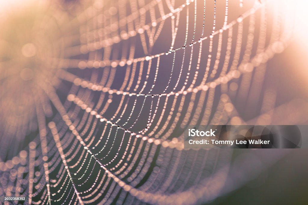 Spider Web Single Thread Macro Wet Spiderweb Focus On Water Drops On Single Strong Threads Stock ...