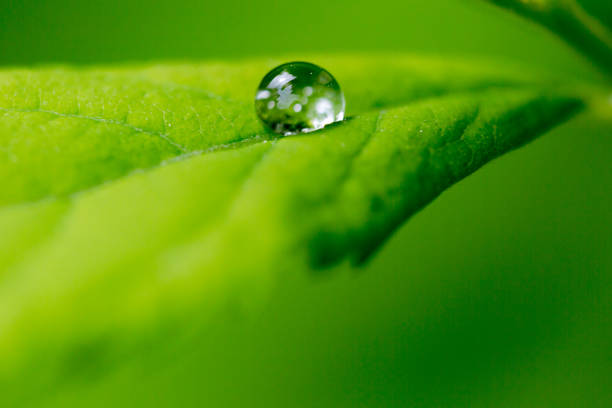 One water drop on green leaf in dew light. Macro shot, focus on large waterdrop.