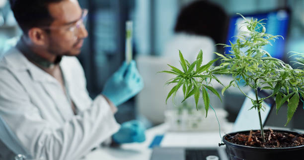 istock Scientist, people and cannabis research, marijuana analysis or weed for medicine solution, data collection or healthcare. Medical expert or man with natural CBD, plants growth or laboratory test tube 2032360659