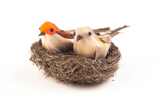 Sparrows in straw nest isolated on white background