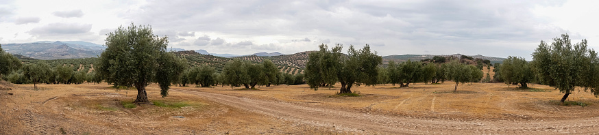 Scenic view capturing the expansive landscape between Granada and Cordoba along the Camino Mozarabe. The image showcases a vast expanse of rolling hills adorned with endless rows of olive trees. The terraced hillsides form a picturesque pattern of olive groves stretching to the horizon, symbolizing the region's rich agricultural heritage. This agricultural scenery characterizes the Andalusian countryside, offering a glimpse of the region's prominent olive oil production. The undulating terrain and the continuous olive plantations highlight the agricultural beauty along this historic route, providing travelers with a quintessential view of rural Spain.