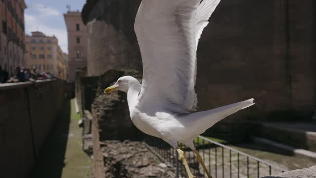 Seagull bird take off and fly awat at famous landmark Pantheon temple in Rome, Italy, cinematic selectife focus slow motion shot