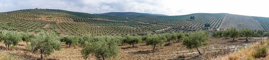 Scenic view capturing the expansive landscape between Granada and Cordoba along the Camino Mozarabe. The image showcases a vast expanse of rolling hills adorned with endless rows of olive trees. The terraced hillsides form a picturesque pattern of olive groves stretching to the horizon, symbolizing the region's rich agricultural heritage. This agricultural scenery characterizes the Andalusian countryside, offering a glimpse of the region's prominent olive oil production. The undulating terrain and the continuous olive plantations highlight the agricultural beauty along this historic route, providing travelers with a quintessential view of rural Spain.