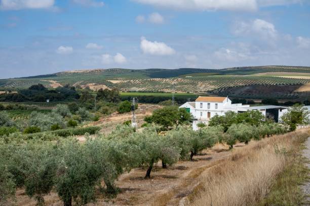 Scenic view capturing the expansive landscape between Granada and Cordoba along the Camino Mozarabe. The image showcases a vast expanse of rolling hills adorned with endless rows of olive trees. The terraced hillsides form a picturesque pattern of olive groves stretching to the horizon, symbolizing the region's rich agricultural heritage. This agricultural scenery characterizes the Andalusian countryside, offering a glimpse of the region's prominent olive oil production. The undulating terrain and the continuous olive plantations highlight the agricultural beauty along this historic route, providing travelers with a quintessential view of rural Spain.
