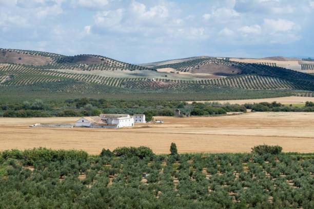 Jaen province is full of small villages whose inhabitants live mainly from olive collection