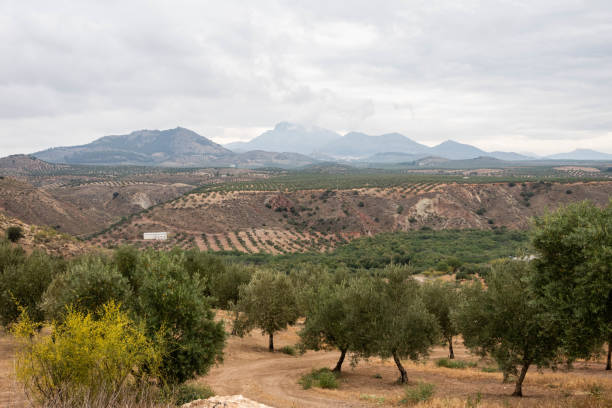 Scenic view capturing the expansive landscape between Granada and Cordoba along the Camino Mozarabe. The image showcases a vast expanse of rolling hills adorned with endless rows of olive trees. The terraced hillsides form a picturesque pattern of olive groves stretching to the horizon, symbolizing the region's rich agricultural heritage. This agricultural scenery characterizes the Andalusian countryside, offering a glimpse of the region's prominent olive oil production. The undulating terrain and the continuous olive plantations highlight the agricultural beauty along this historic route, providing travelers with a quintessential view of rural Spain.