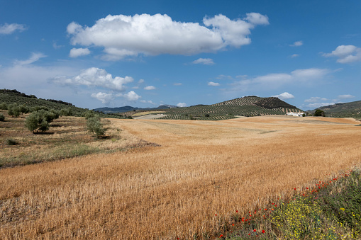 Scenic view capturing the expansive landscape between Granada and Cordoba along the Camino Mozarabe. The image showcases a vast expanse of rolling hills adorned with endless rows of olive trees. The terraced hillsides form a picturesque pattern of olive groves stretching to the horizon, symbolizing the region's rich agricultural heritage. This agricultural scenery characterizes the Andalusian countryside, offering a glimpse of the region's prominent olive oil production. The undulating terrain and the continuous olive plantations highlight the agricultural beauty along this historic route, providing travelers with a quintessential view of rural Spain.