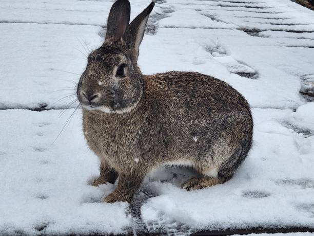 istock rabbit sitting in a snowy park 2032377350