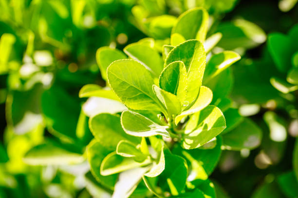 A detailed, up-close photo of a bush with vibrant green leaves, offering copy space.