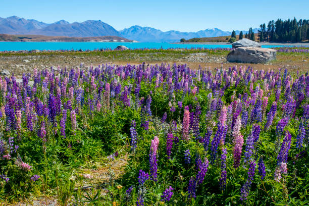 istock Lupin Flowers in Lake Tekapo bloom 2032380095