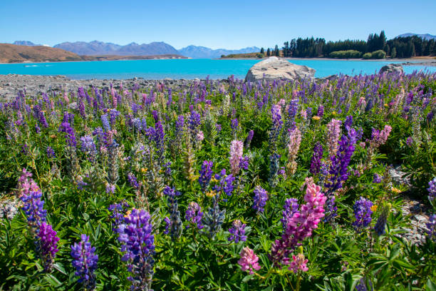 Lupin Flowers in Lake Tekapo bloom