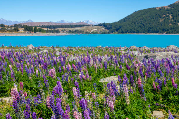 istock Lupin Flowers in Lake Tekapo bloom 2032380102