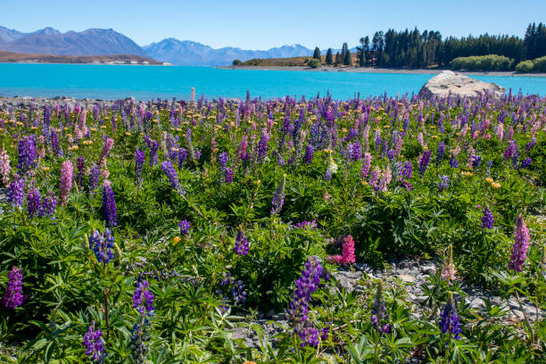 istock Lupin Flowers in Lake Tekapo bloom 2032380103