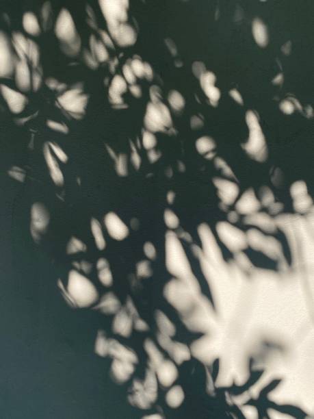 istock Leaves shadow background on concrete wall texture, leaves tree branches shade with sunlight 2032391304