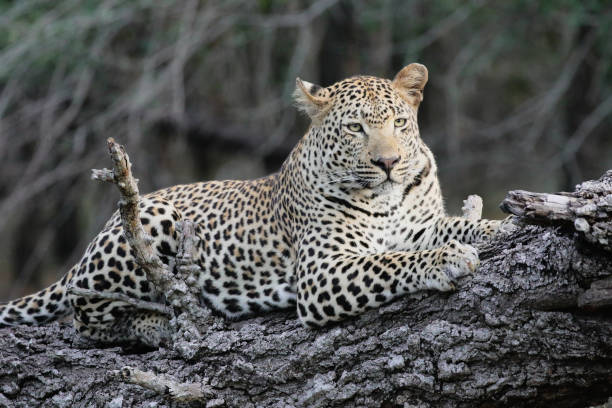 istock Leopard in South Africa sitting in a tree 2032396056
