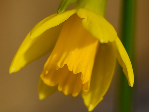Spring flower daffodil