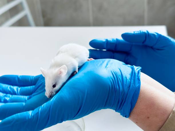 istock Concept - laboratory animals, testing drugs, vaccines. Research on laboratory animals 2032400404