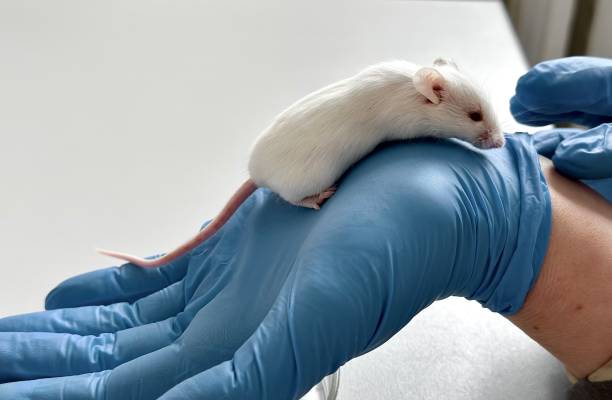 istock A white laboratory mouse on the hand of a researcher. 2032404153