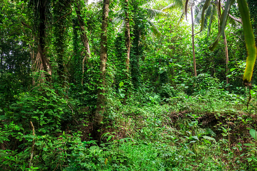 green forest with trees and bushes growing in countryside. The forest is full of epiphytes and trees