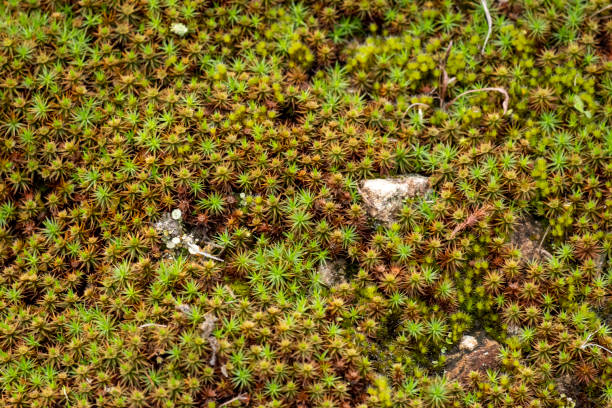 istock Juniper haircap moss, (Polytrichum juniperinum), in late spring growing in the mountains 2032425712