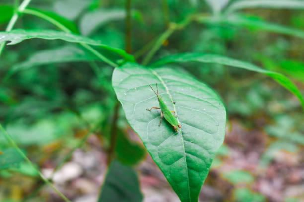 Grasshopper perched on a stunning green leaf
