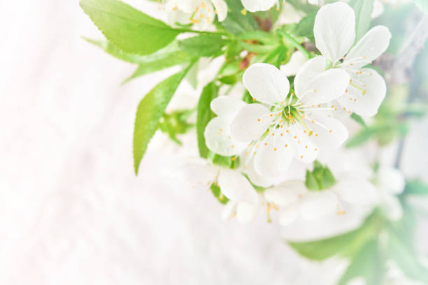 istock Spring Easter background. Passover blooming white apple or cherry blossom on white wooden background. Happy Passover background. World environment day. Easter, Birthday, womens day holiday. Mock up. 2032442365