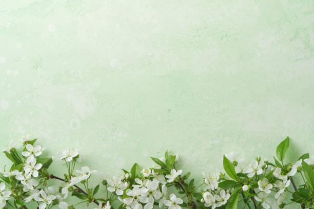istock Spring Easter background. Passover blooming white apple or cherry blossom on green background. Happy Passover background. World environment day. Easter, Birthday, womens day holiday. Top view Mock up. 2032442404