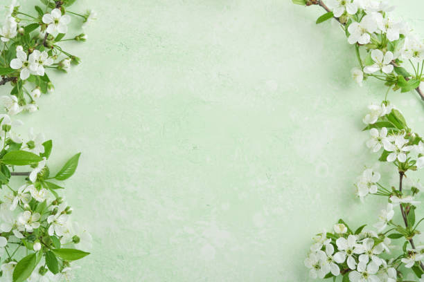istock Spring Easter background. Passover blooming white apple or cherry blossom on green background. Happy Passover background. World environment day. Easter, Birthday, womens day holiday. Top view Mock up. 2032442462