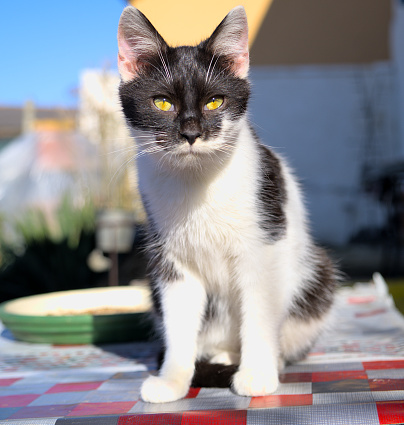 Black and coloured white kitten sitting on the table in broad daylight